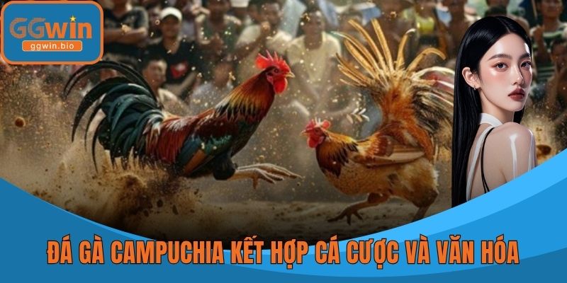 Đá gà Campuchia kết hợp cá cược và văn hóa truyền thống
