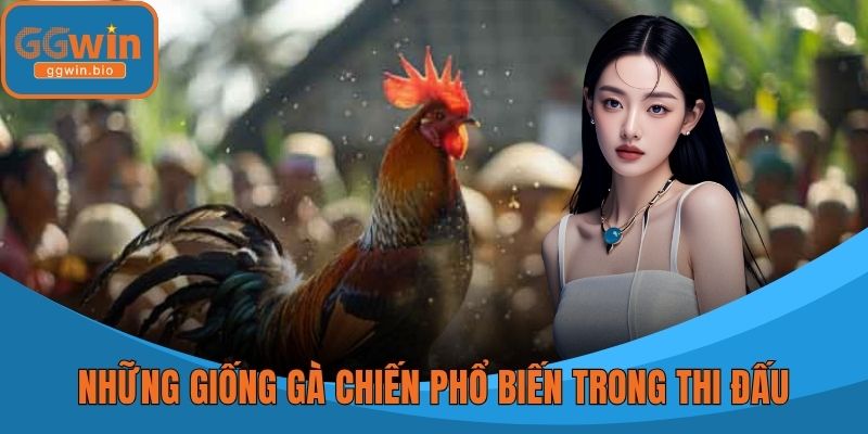 Những giống gà chiến phổ biến trong thi đấu